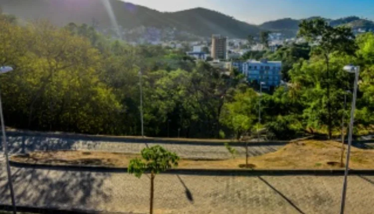 Leucenas e Acácias: Espécies Invasoras nas Encostas da Grande Vitória